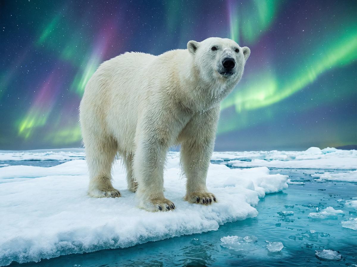 爆料吃瓜网北极熊保护视频